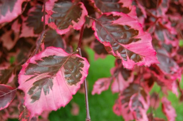 Tricolor Beech 'Roseomarginata'